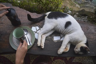 Overhead view of hands preparing coffee in a french press beside a sleeping cat on a wooden