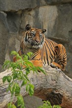 Sumatran tiger (Panthera tigris sumatrae), Captive