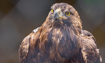 Imperial eagle (Aquila heliaca)