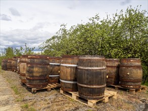 Wooden barrels, near Riegersburg, Styrian volcanic region, Styria, Austria, Europe