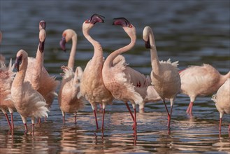 Lesser Flamingos (Phoeniconaias minor), Lake Ndutu, Ndutu Conservation Area, Tanzania, Africa