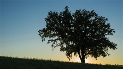 Old English oak (Quercus robur), Swabian Alb, Baden-Wuerttemberg, Germany, Europe