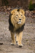 Portrait of an Asiatic lion (Panthera leo persica) male walking in the dessert, captive, habitat in