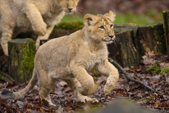 Asiatic lion (Panthera leo persica) cub srunning in the forest, captive, habitat in India
