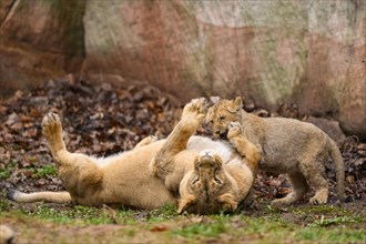 Asiatic lion (Panthera leo persica) lioness playing with her cub, captive, habitat in India