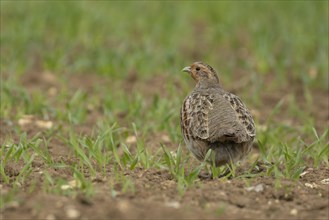 Grey or English partridge (Perdix perdix) adult bird in a farmland cereal field, England, United