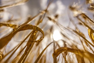 Sunny detail of a barley field focussing on the ear structures, Cologne, North Rhine-Westphalia,