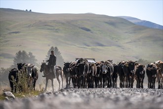 Riders driving a herd of cows on the road, Kyrgyzstan, Asia
