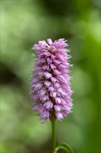 Flowering knotweed (Bistorta officinalis), Bavaria, Germany, Europe