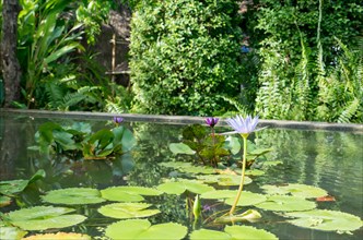 Image of pond with waterlilies in botanical garden. Phuket, Thailand, Asia