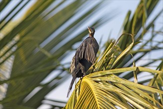 Great Cormorant (Phalacrocorax carbo) on a Palm tree, Backwaters, Kumarakom, Kerala, India, Asia