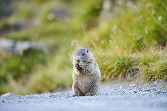 Alpine marmot (Marmota marmota) youngster on a trail in summer, Grossglockner, High Tauern National