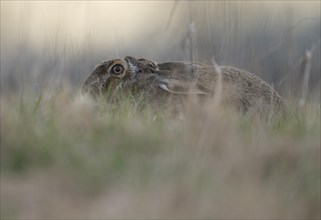 European hare (Lepus europaeus) lying in a meadow, wildlife, Thuringia, Germany, Europe