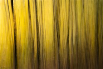 Beech forest in autumn, dark trunks, yellow leaves. Wipe effect, ICM (Intentional camera movement)