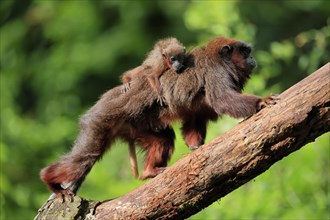 Coppery titi (Plecturocebus cupreus), adult, female, young animal, on mother's back, on tree,