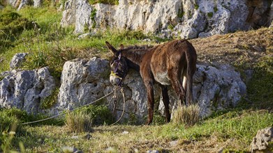 Brown donkey with a halter, tied to a string next to rocks, Lindos, Rhodes, Dodecanese, Greek