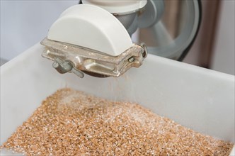 Traditional homebrewing malt grinder, grinding pilsen malt