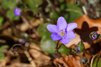 Liverwort (Hepatica nobilis), blue flowers in a forest, North Rhine-Westphalia, Germany, Europe