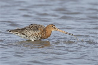 Black tailed godwit (Limosa limosa) adult male bird in summer plumage feeding in a lagoon, England,