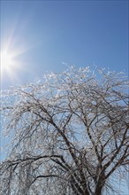Sunburst and silhouetted ice covered deciduous tree after ice storm in early spring, Quebec,