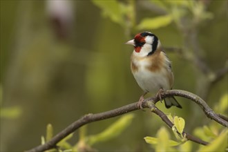 European goldfinch (Carduelis carduelis) adult bird on a Magnolia tree branch, England, United