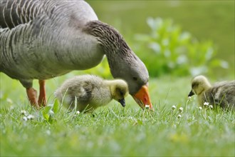 Greylag goose with chicks, April, Germany, Europe