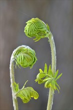 Regal bracken fern, spring, Germany, Europe