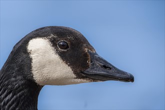Canada goose (Branta canadensis), head, portrait, on the banks of the Main, Offenbach am Main,