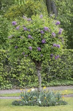 Russian Garden in the Belvedere Palace Park, Weimar, Thuringia, Germany, Europe