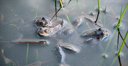 Common frog (Rana temporaria), amphibian of the year 2018, three frogs swimming in a pond with
