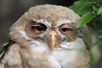 Spectacled Owl (Pulsatrix perspicillata), adult, portrait, captive, Germany, Europe