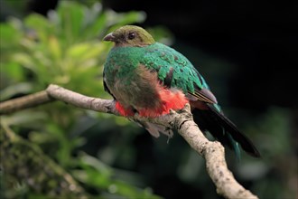 Golden-headed quetzal (Pharomachrus auriceps), adult, on tree, captive, South America