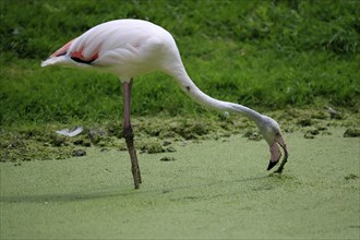 Greater flamingo (Phoenicopterus roseus), adult, in water, foraging, captive, Southern Europe