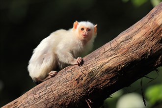 Silvery Marmoset, (Mico argentatus, Syn.: Callithrix argentata), Silvery Marmoset, adult, tree,