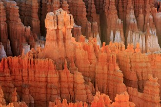 Dense orange rock formations, called hoodoos, stretch across the entire picture, Bryce Canyon