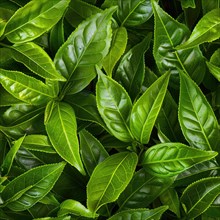Seamless pattern background of green tea leaves AI generated