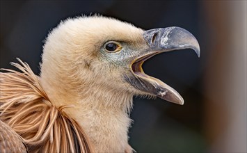Griffon vulture (Gyps fulvus), vulture, carrion