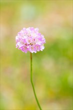 Single Sea thrift (Armeria maritima), also common Lady's Cushion, Flower of the Year 2024, focus on