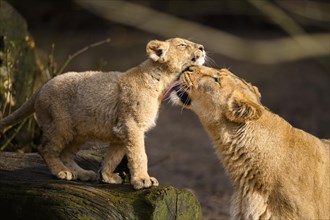 Asiatic lion (Panthera leo persica) lioness lycking her cub, captive, habitat in India