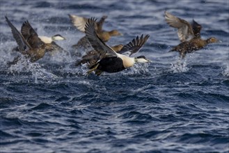Common eiders (Somateria mollissima), male and female animals, take off from the sea,