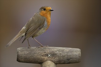 European robin (Erithacus rubecula) adult bird on a garden fork handle, England, United Kingdom,