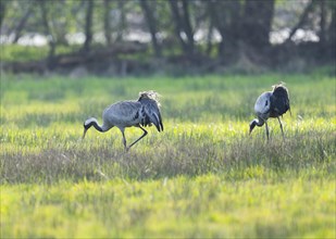 Crane (Grus grus), two adult birds foraging in a meadow, Lower Saxony, Germany, Europe