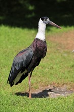 Asian woolly-necked stork (Ciconia episcopus), adult, alert, captive
