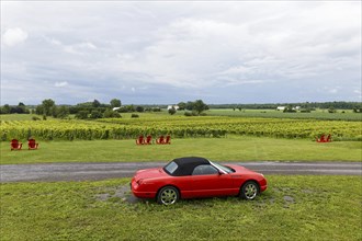 Agriculture, parked red car in a vineyard, Province of Quebec, Canada, North America
