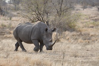 Southern white rhinoceros (Ceratotherium simum simum), adult female walking in dry grass, foraging,