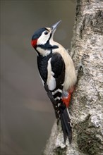 Great spotted woodpecker (Dendrocopos major), adult male, Dingdener Heide nature reserve, North