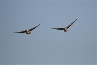 Greater white-fronted goose (Anser albifrons), two adult birds in flight, Bislicher Insel, Xanten,