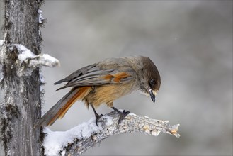 Siberian jay (Perisoreus infaustus), in the snow, Kaamanen, Finland, Europe