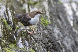 White-throated Dipper (Cinclus cinclus), at a torrent with larvae in its beak,