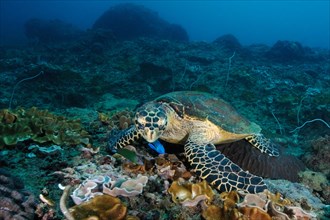 Hawksbill sea turtle (Eretmochelys imbricata) searches for food in coral reef eats coral leather